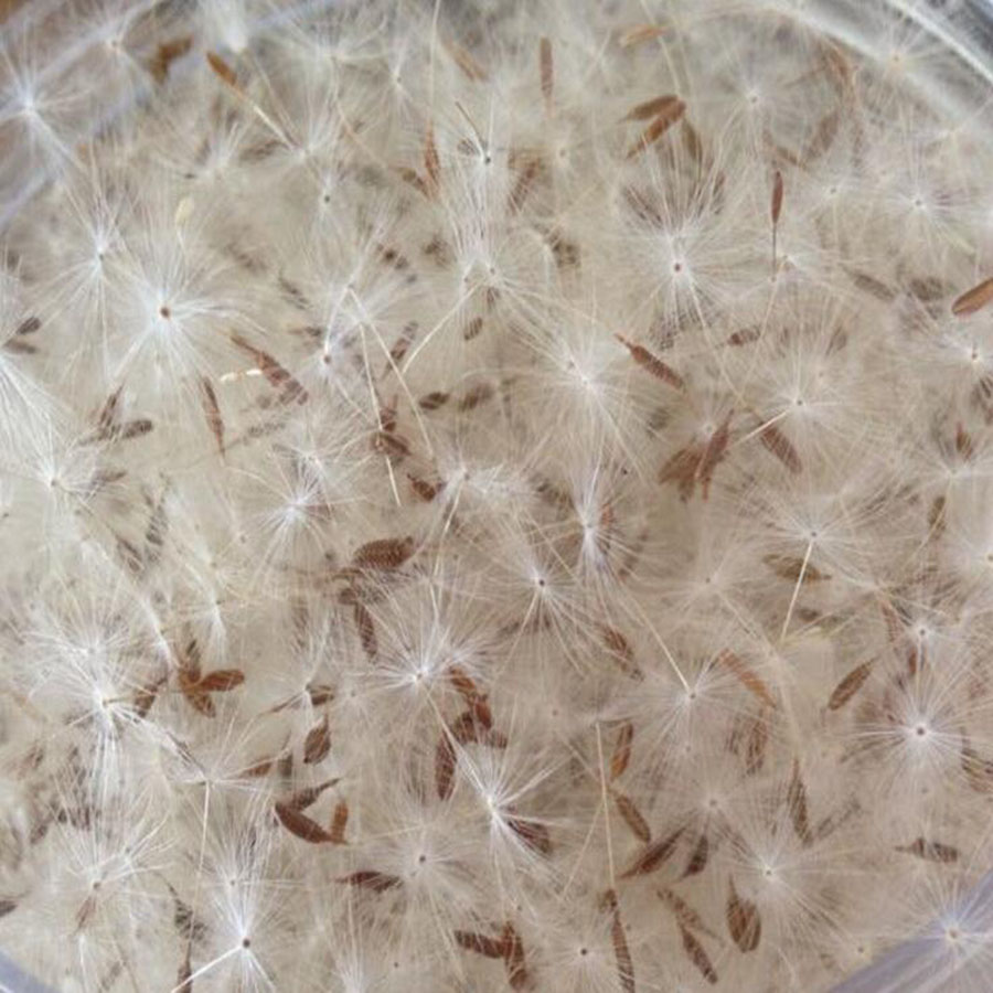 Flower Preservation Resin - Mini fleur de pissenlit séchée blanche